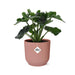 philodendron-atom-in-elho-vibes-fold-14cm-roze