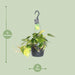 philodendron-scandens-brasil-o17cm-↕35cm