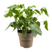schefflera-artinolphylla-o15cm-↕45cm