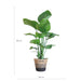 strelitzia-nicolai-met-lissabon-mand-zwart