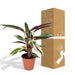 calathea-triostar-pauwenplant-70cm-o19