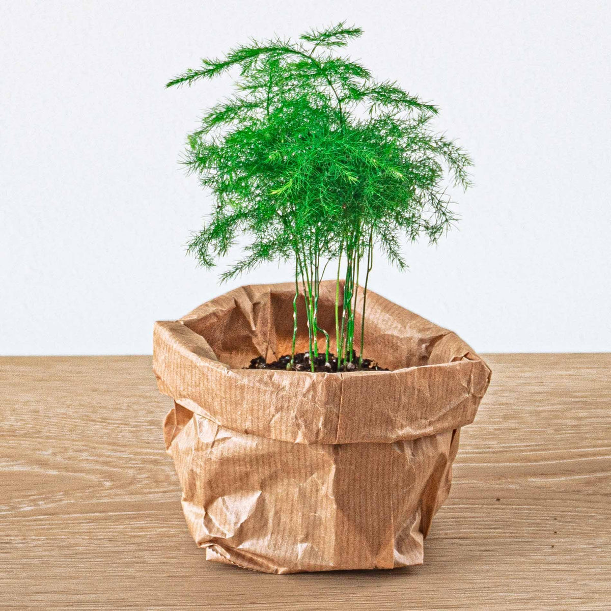 Asparagus Setaceuse Plumosus – Zierspargel – Terrarienpflanze – Ø 6 cm —  Planten247.nl
