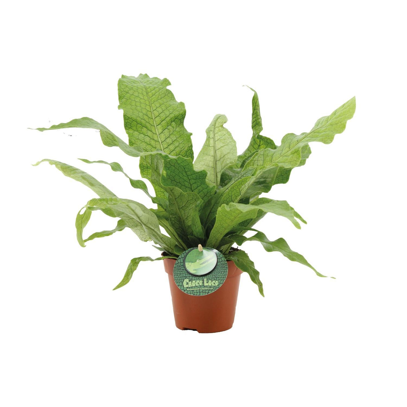 Varen Kamerplant