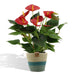anthurium-andreanum-diamond-red-incl-pure-mand-45cm-o12