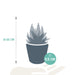 gasteria-haworthia-mix-5-5cm-5x-in-mexicaanse-pot