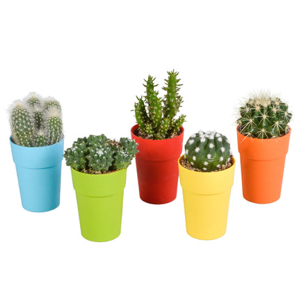 cactus-mix-5-5-cm-5x-in-gekleurde-plasticpot