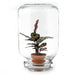 easyplant-calathea-makoyana-mini-ecosysteem