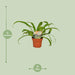 asplenium-antiquum-o12cm-↕30cm