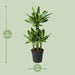dracaena-gold-coast-o21cm-↕90cm