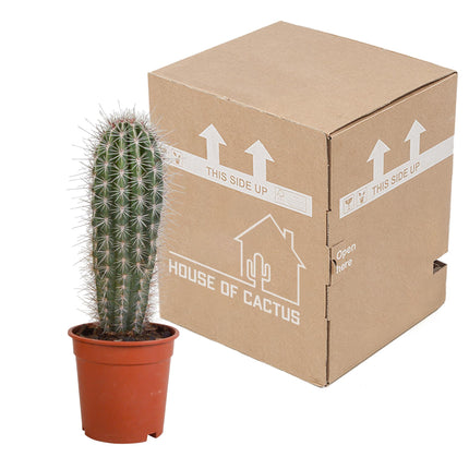 pachycereus-pringlei-17cm-zonder-pot