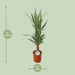 yucca-o21cm-↕90cm