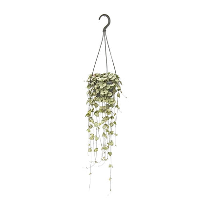 ceropegia-woodii-hang-o14cm-↕50cm