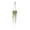 ceropegia-woodii-hang-o14cm-↕50cm