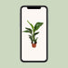 strelitzia-nicolai-o17cm-↕70cm