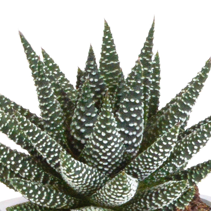 gasteria-haworthia-mix-8-5cm-3x-in-terracotta-pot