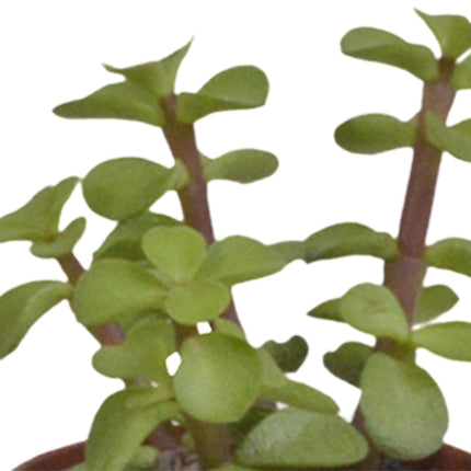 vetplanten-mix-5-5-cm-5x-in-witte-pot