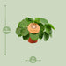 pilea-peperomioides-o15-↕30