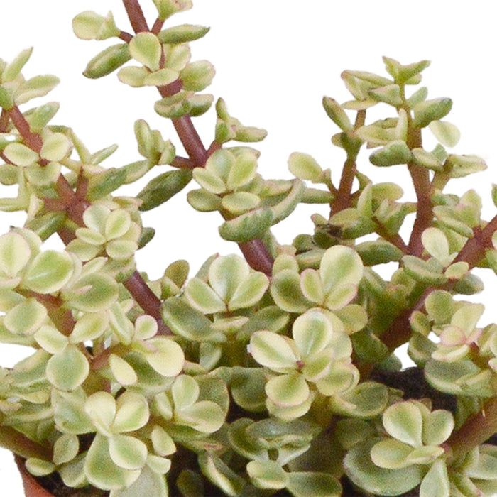 crassula-mix-8-5-cm-3x-in-witte-pot