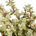 crassula-mix-8-5-cm-3x-in-witte-pot