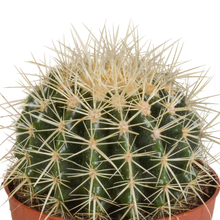 echinocactus-grusonii-12cm
