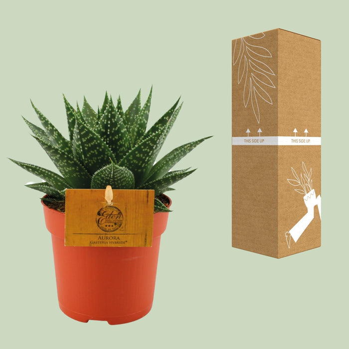gasteria-hybride-aurora-o11cm-↕15cm