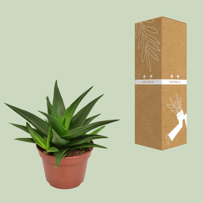 haworthia-pentagona-west-jogoo-o15cm-↕20cm