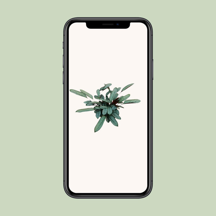 ctenanthe-oppenheimiana-o17cm-↕70cm