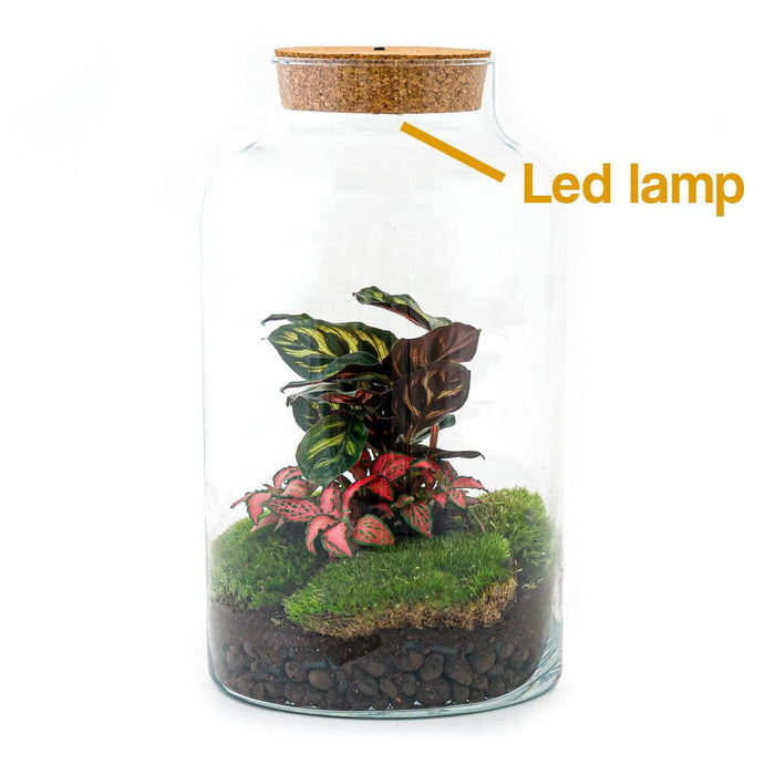 diy-terrarium-milky-calathea-with-light-↕-31-cm-normal