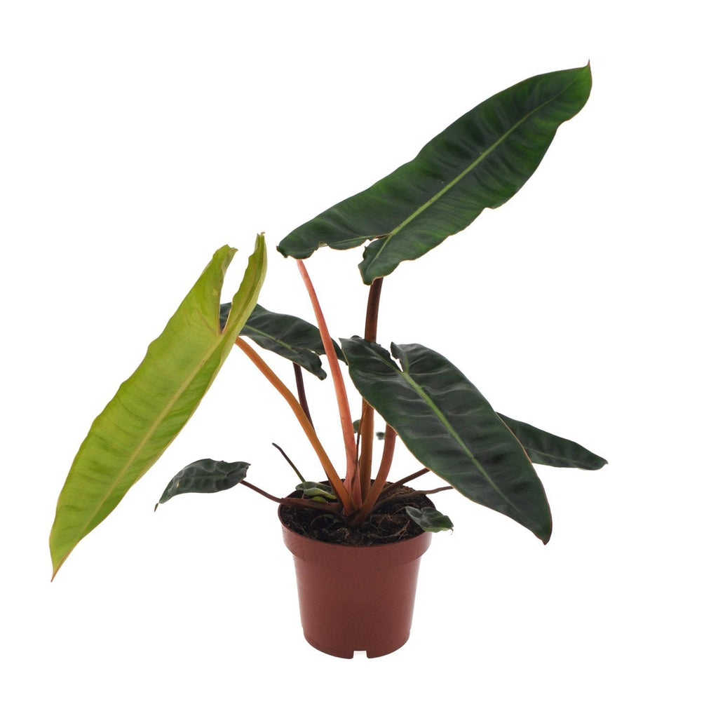 Philodendron Billietiae – ↕25cm – Ø12cm — Planten247.nl