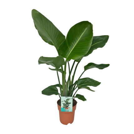 strelitzia-nicolai-o19cm-↕80cm