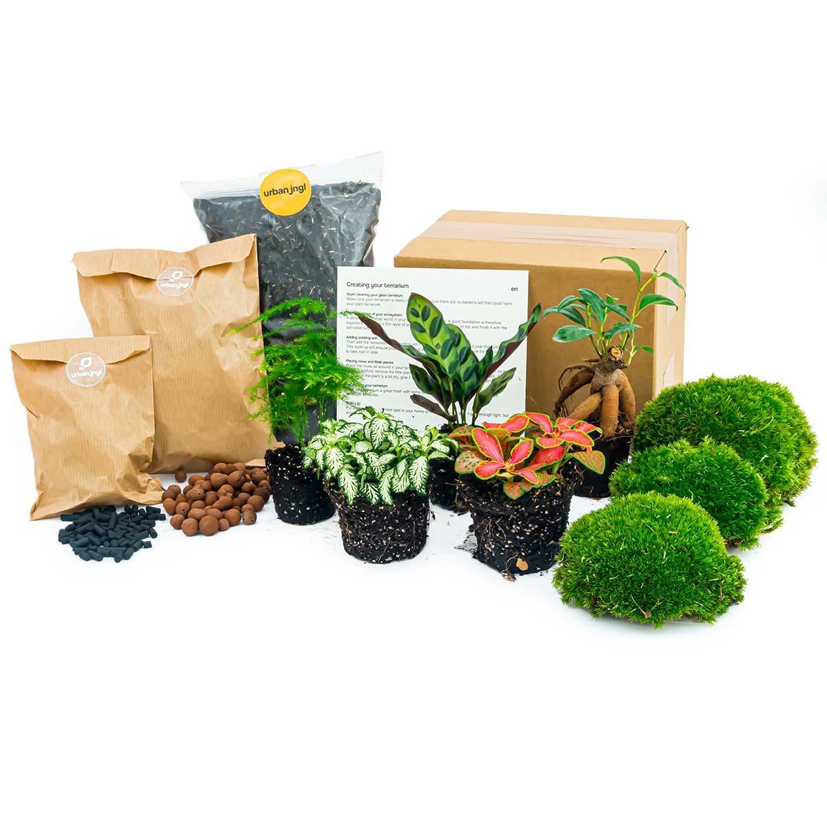 Terrarium Planten