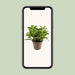 peperomia-obtusifolia-variegata-o15cm-↕30cm