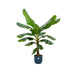 combi-deal-bananenplant-musa-inclusief-elho-vibes-fold-round-blauw-o30-180-cm