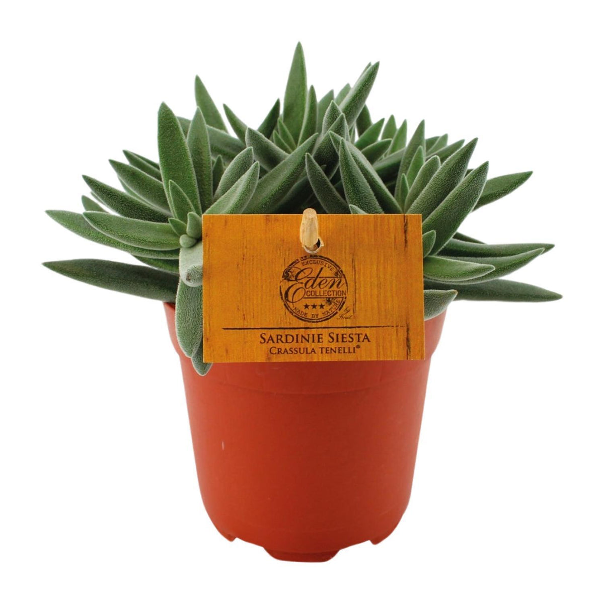 tenelli succulent Crassula Tenelli - ↕15cm