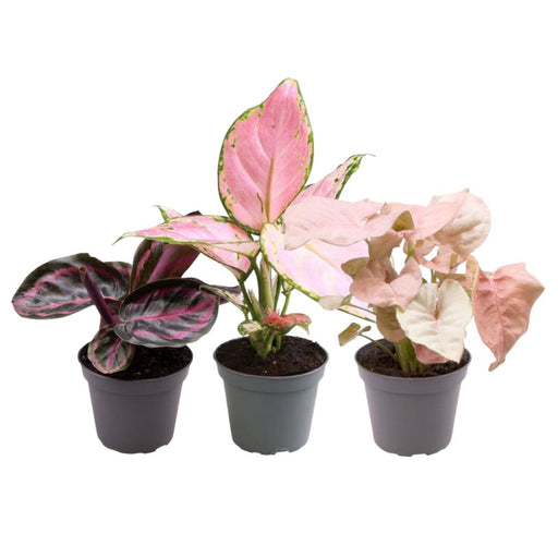 pink-is-the-new-green-p6-5