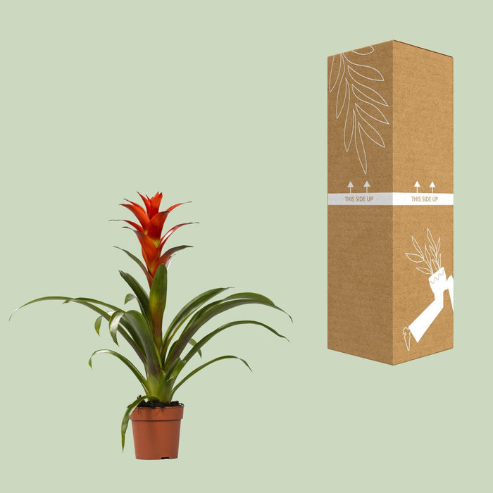 guzmania-ostara-o12cm-↕45cm