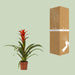 guzmania-ostara-o12cm-↕45cm