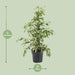 ficus-benjamina-twilight-o17cm-↕70cm