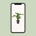 alocasia-low-rider-o17cm-↕50cm