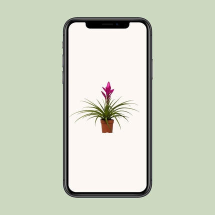 tillandsia-amira-o12cm-↕45cm