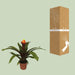 guzmania-crown-o12cm-↕45cm