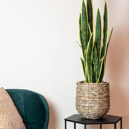 kunstplant-sanseveria-trifasciata-vrouwentong-97-cm