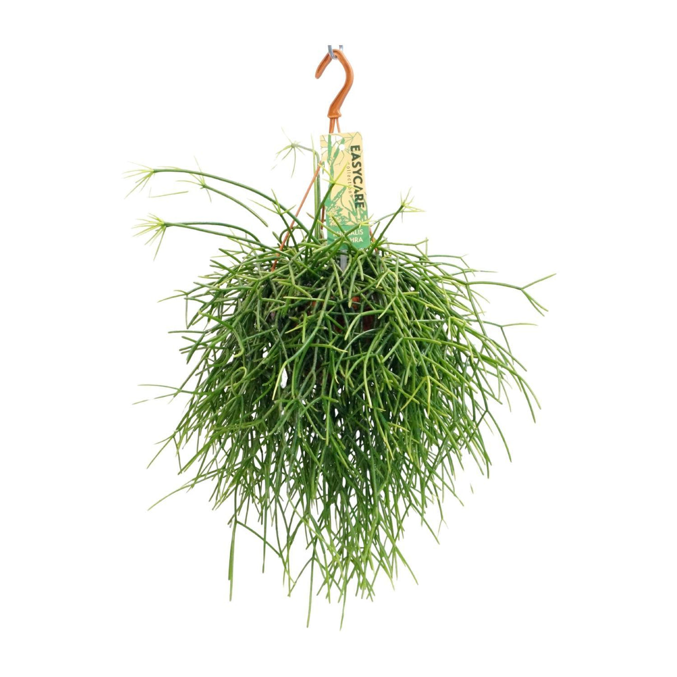 Hangplant Binnen Op Kast