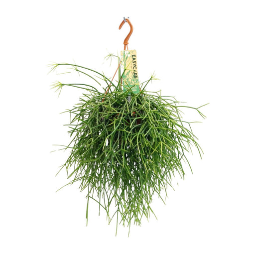 rhipsalis-pulchra-o14-↕35