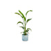 combi-deal-strelitzia-nicolai-inclusief-elho-ocean-round-atlantisch-blauw-o22-100-cm