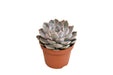 echeveria-grande-cinza-o10-5cm-↕15cm