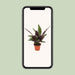 calathea-insignis-o12cm-↕50cm