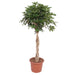 schefflera-arboricola-compacta-gevlochten-stam-180-cm-o45