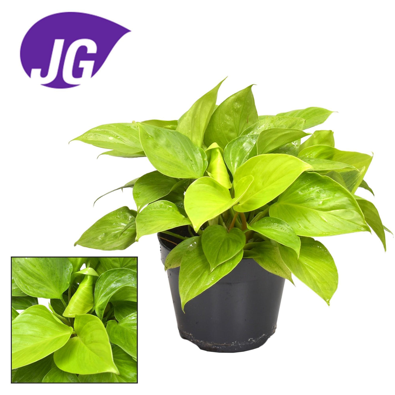 Homalomena