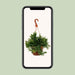 rhipsalis-ewaldiana-o17cm-↕45cm